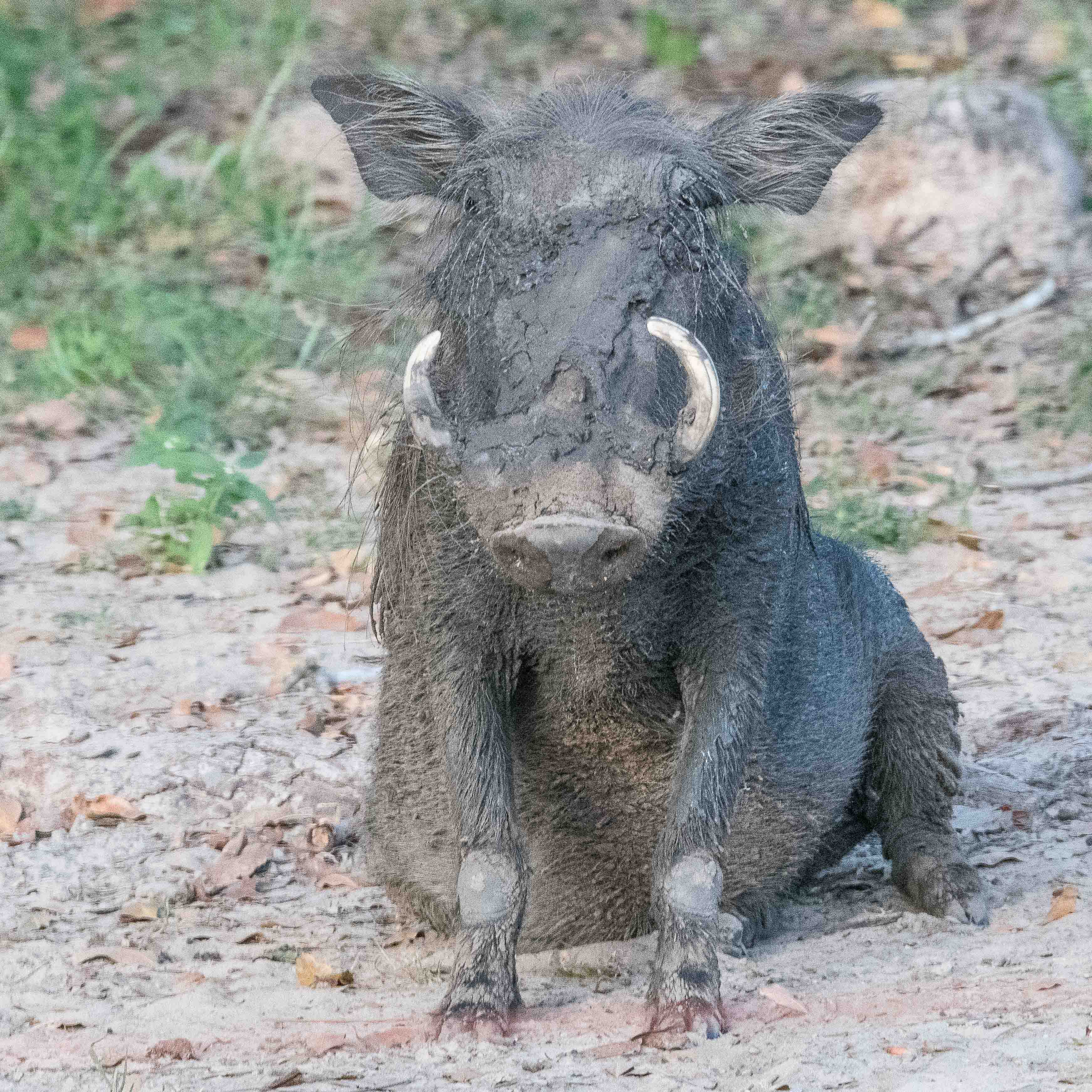 Phacochère adulte (Warthog, Phacochaerus africanus) au sortir de son bain de boue, Réserve de Fathala, Région de Fatick, Sénégal.